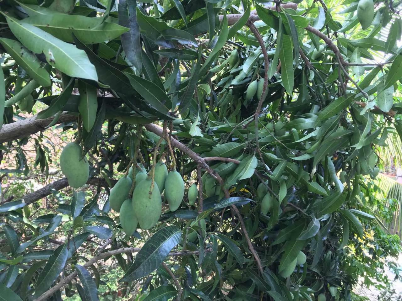Suwani Pinnawala Homestay Εξωτερικό φωτογραφία
