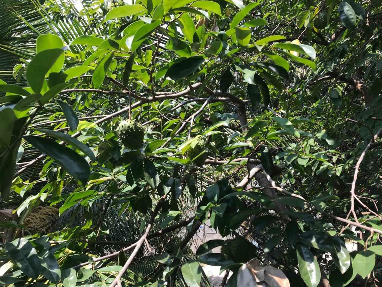 Suwani Pinnawala Homestay Εξωτερικό φωτογραφία